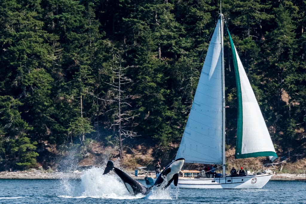 All Aboard Sailing | 685 Spring Street, PMB 2020, Friday Harbor, WA 98250, USA | Phone: (360) 298-1918