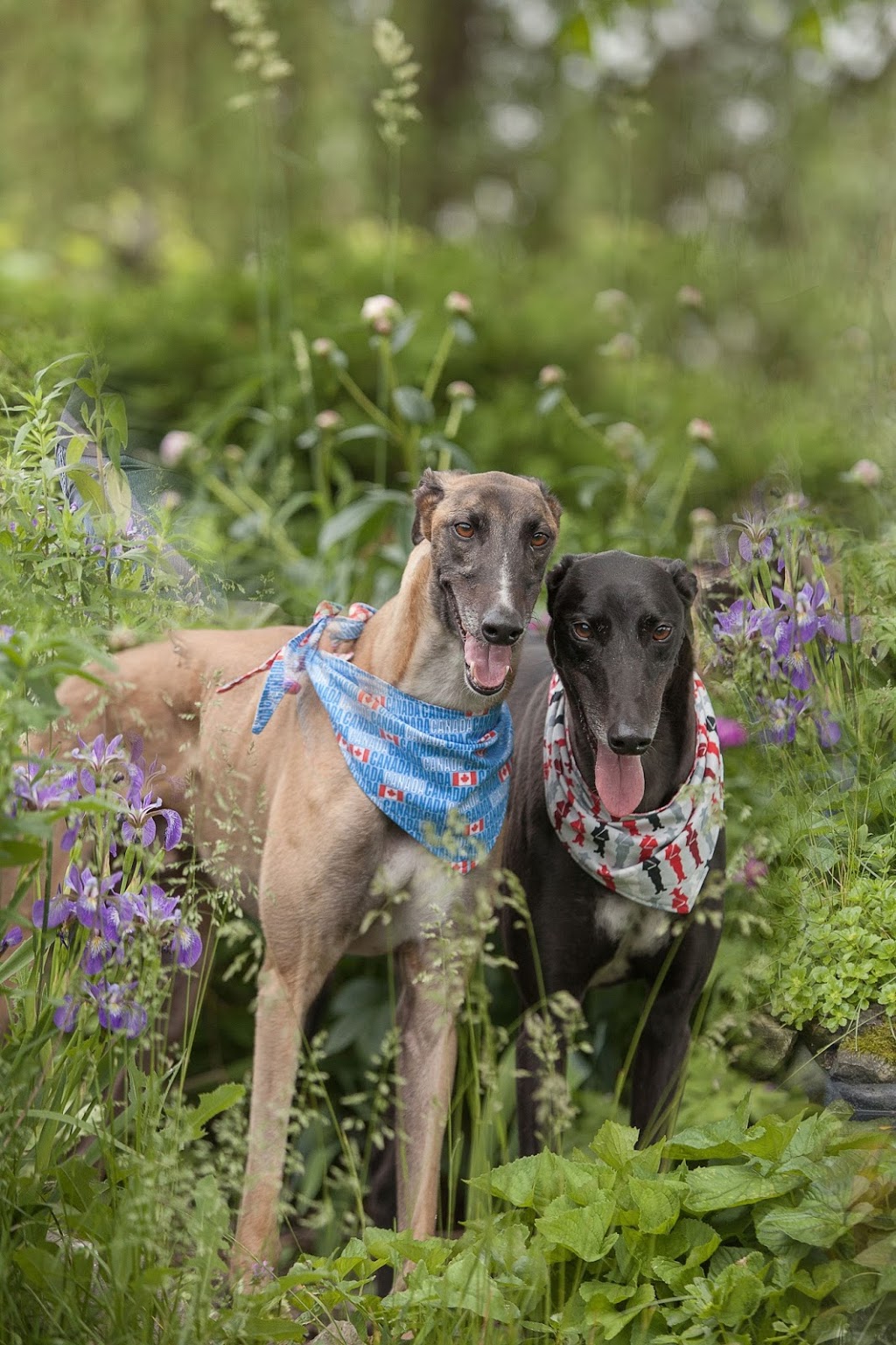 Beechwood Animal Hospital | 266 Beechwood Ave, Vanier, ON K1L 8A6, Canada | Phone: (613) 748-9820