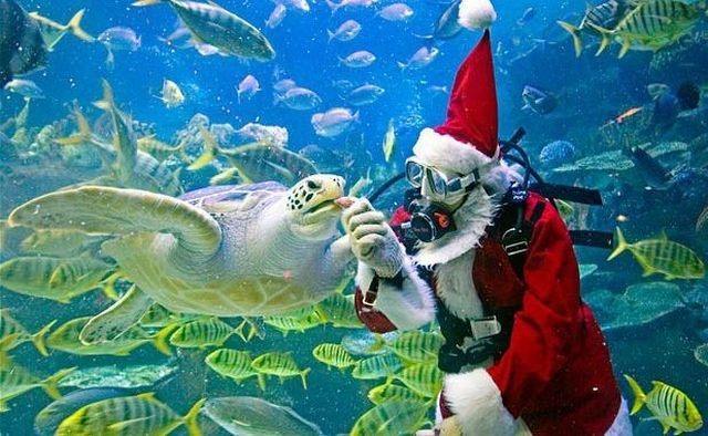 Marlins Scuba Inc | 2127 Country Club Dr, Burlington, ON L7M 4A6, Canada | Phone: (905) 870-3695