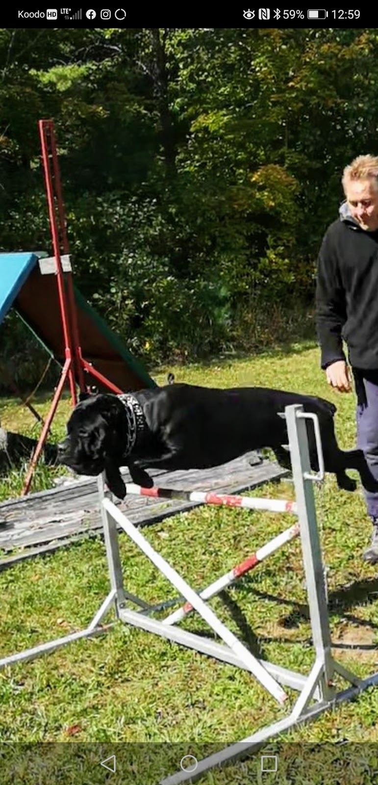 K9 Mechanix Dog Training | 383 County Rd 41, Kirkfield, ON K0M 2B0, Canada | Phone: (705) 309-5230