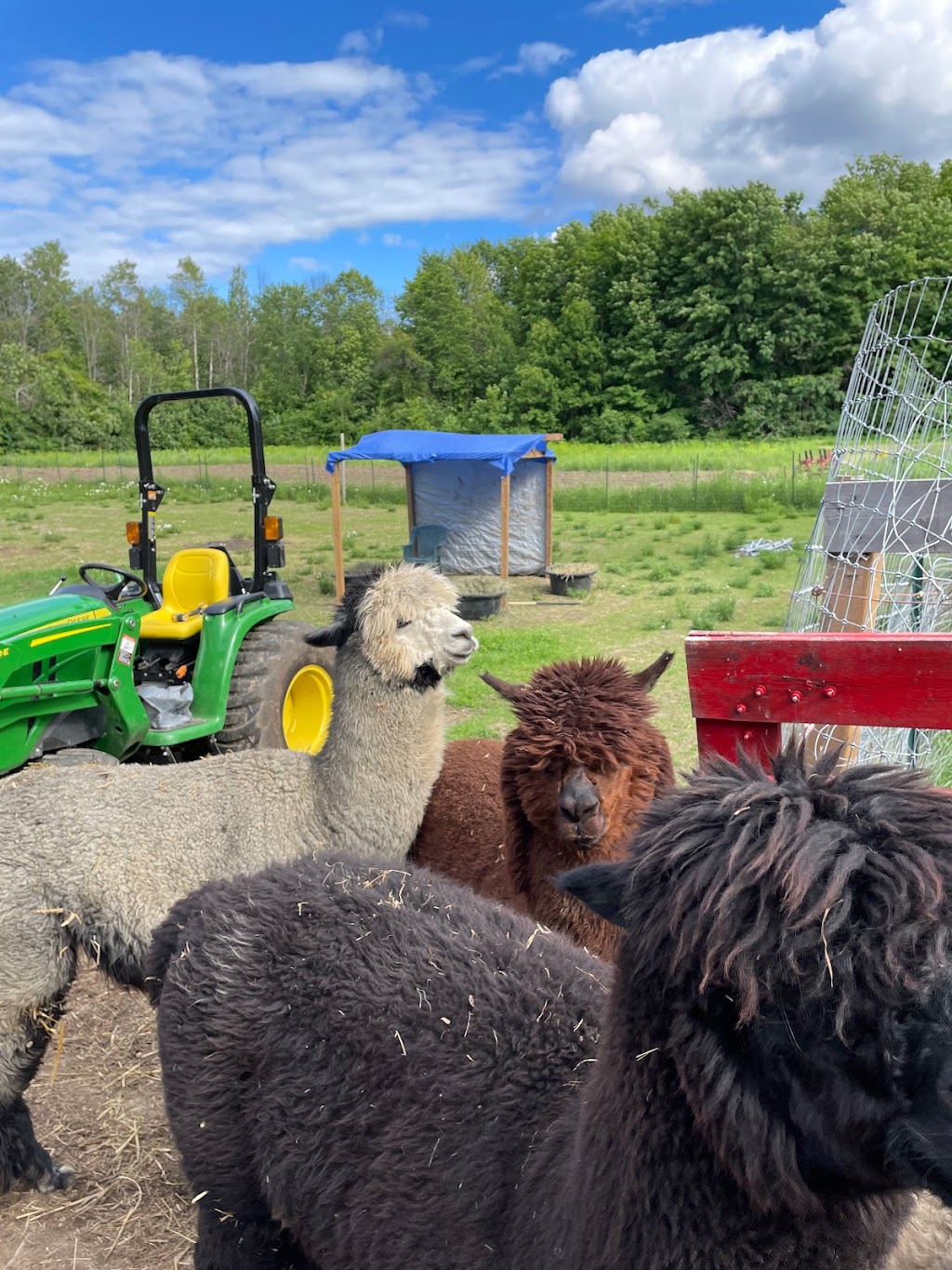 Skywatcher Alpaca Farm | 14 Ahsennénhson, Oka, QC J0N 1E0, Canada | Phone: (514) 224-3457