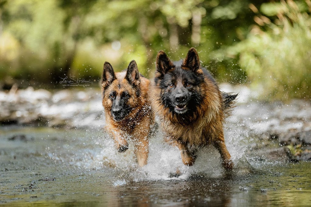 Dei Precision German Shepherds | 1233 Kilbride St, Burlington, ON L7P 0H2, Canada | Phone: (416) 887-7778