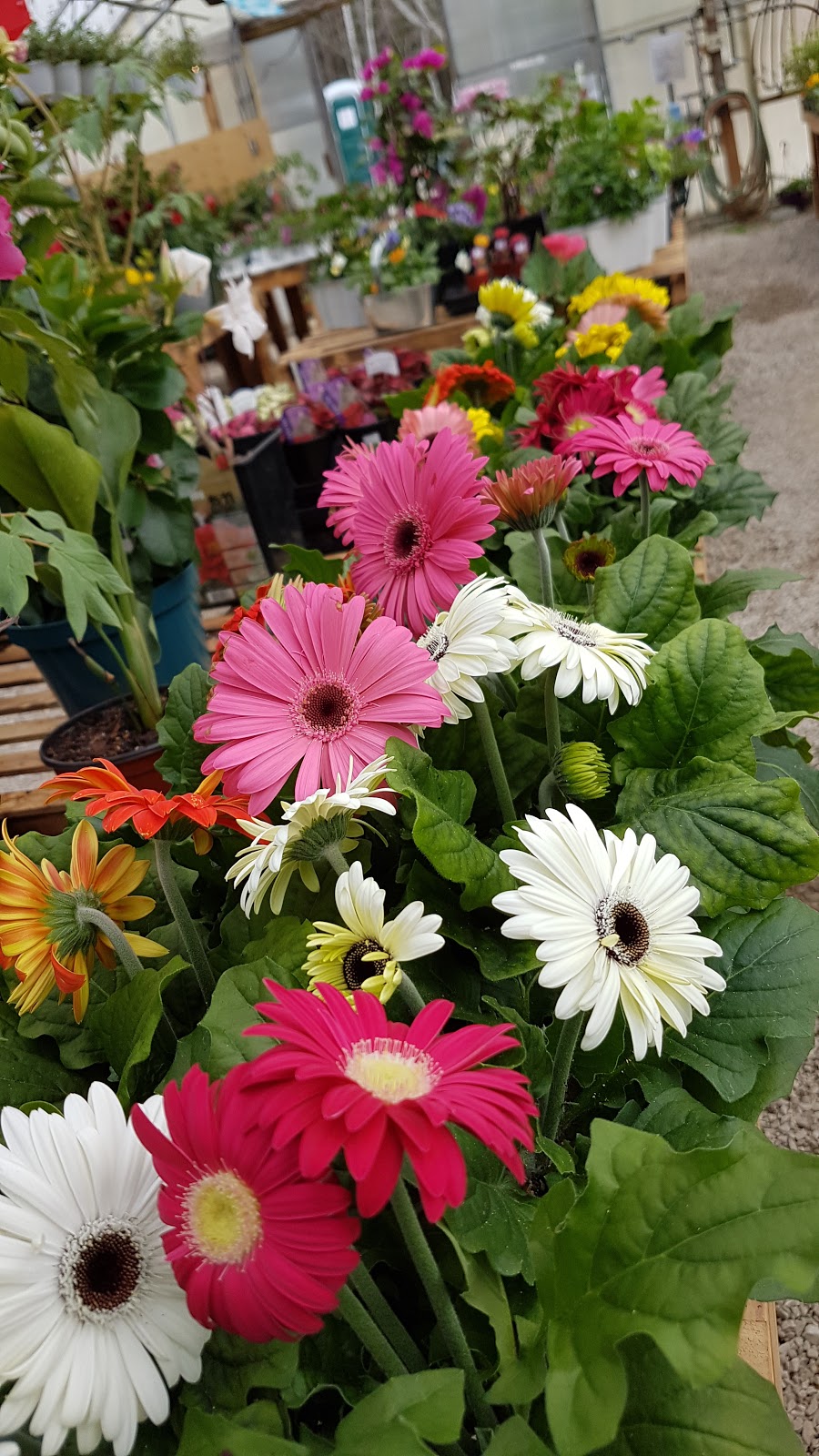 J Ds Manitoulin Garden Centre | 231 Side Rd 10, Tehkummah, ON P0P 2C0, Canada | Phone: (705) 859-2393