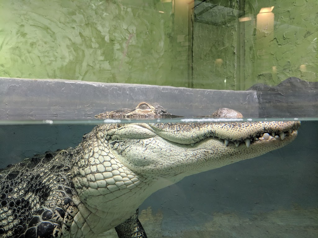 Reptilia Whitby | 1400 Victoria St E, Whitby, ON L1N 0M2, Canada | Phone: (905) 493-9537