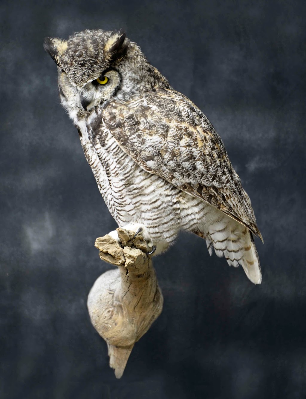 Solitude Taxidermy | 53314 Range Rd 272, Parkland County, AB T7X 3B2, Canada | Phone: (780) 690-6911