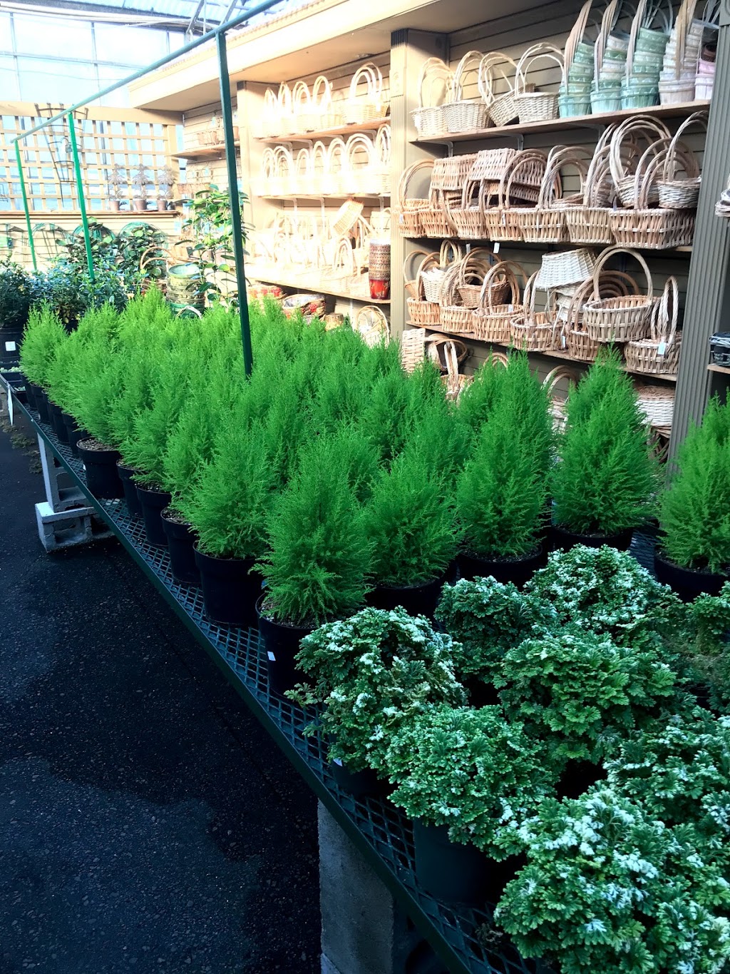 99 Nursery & Florist Inc | 9376 King George Blvd, Surrey, BC V3V 5W3, Canada | Phone: (604) 584-6555