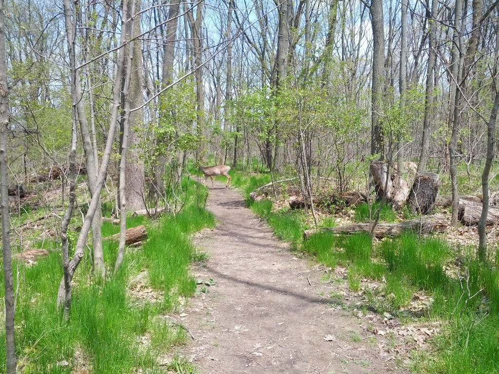 Kay Drage Park | 80 Macklin St N, Hamilton, ON L8S 3S1, Canada