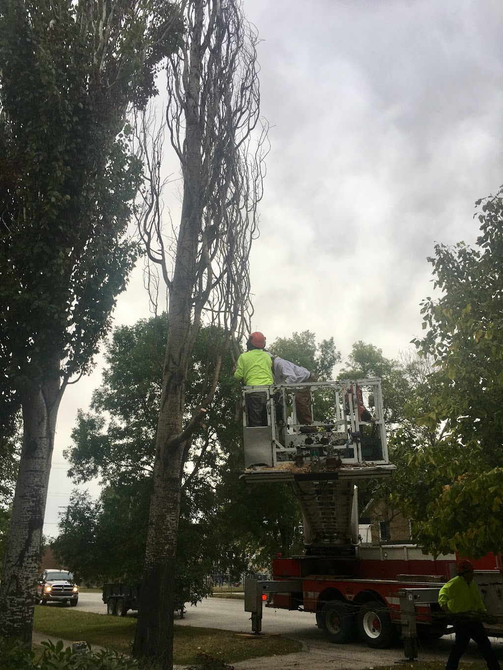 Boyles Tree Removal | 809 8 St NW, Portage la Prairie, MB R1N 3P5, Canada | Phone: (204) 871-4898