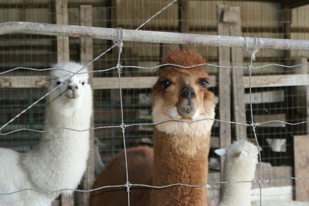 Stone Spindle Farm | 367 County Rd 15, Tamworth, ON K0K 3G0, Canada | Phone: (613) 379-2580