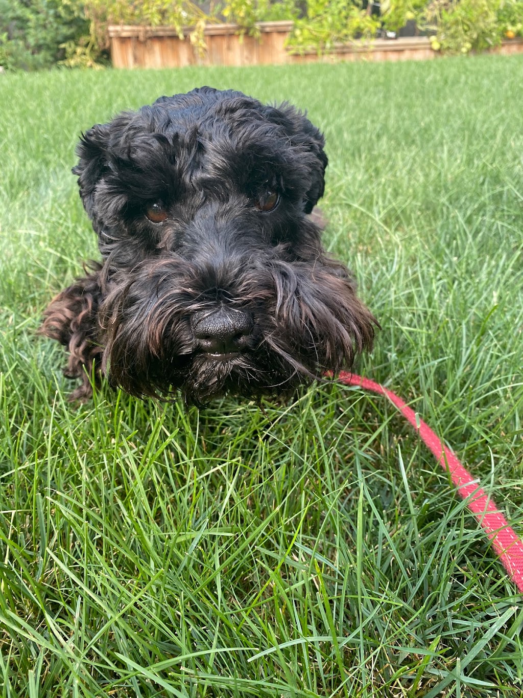 Doc Pawsitive Professional Pet Care Services | 264 ON-5, Dundas, ON L9H 5E2, Canada | Phone: (905) 630-2029