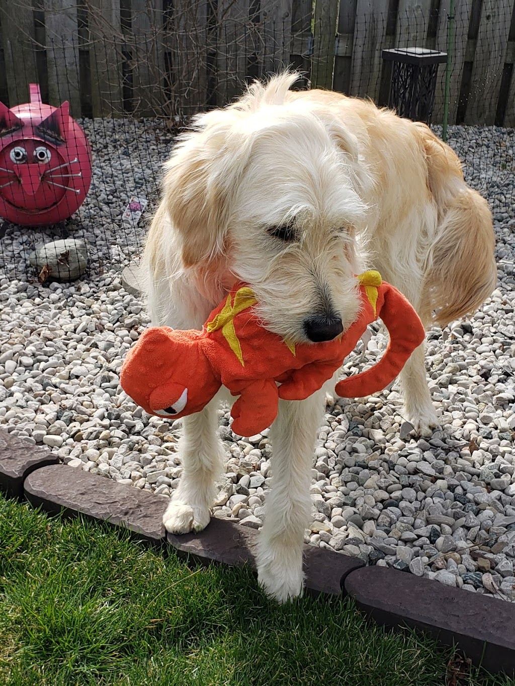 Julspops Dog Walking & Pet/House Sitting Services | 26 Mark St, London, ON N5V 2G5, Canada | Phone: (226) 228-9418