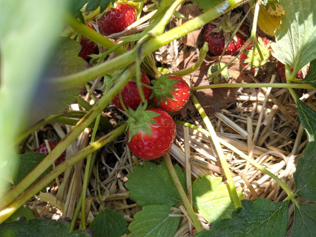 Tigchelaar Berry Farms Pick-your-own Strawberries | 4159 Jordan Rd, Jordan Station, ON L0R 1S0, Canada | Phone: (905) 658-2265