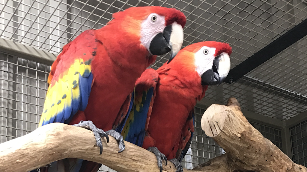 Feather Haven | 920 Concession 11 Townsend, Waterford, ON N0E 1Y0, Canada | Phone: (519) 427-7138