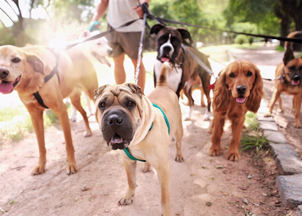 Paw Parade Dog Walking | 1043 Rick Hansen Crescent, Ottawa, ON K4P 1M4, Canada | Phone: (613) 400-0338