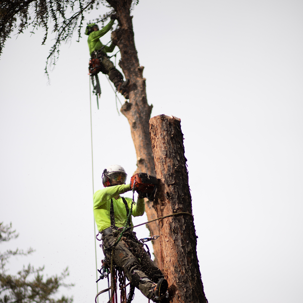 Capital City Tree Service | 5 Dover Ct, St. Albert, AB T8N 5Y4, Canada | Phone: (587) 735-6383