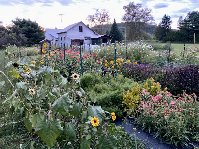 Darling ferme florale | 351 Rang Mastigouche, Mandeville, QC J0K 1L0, Canada | Phone: (514) 647-4735