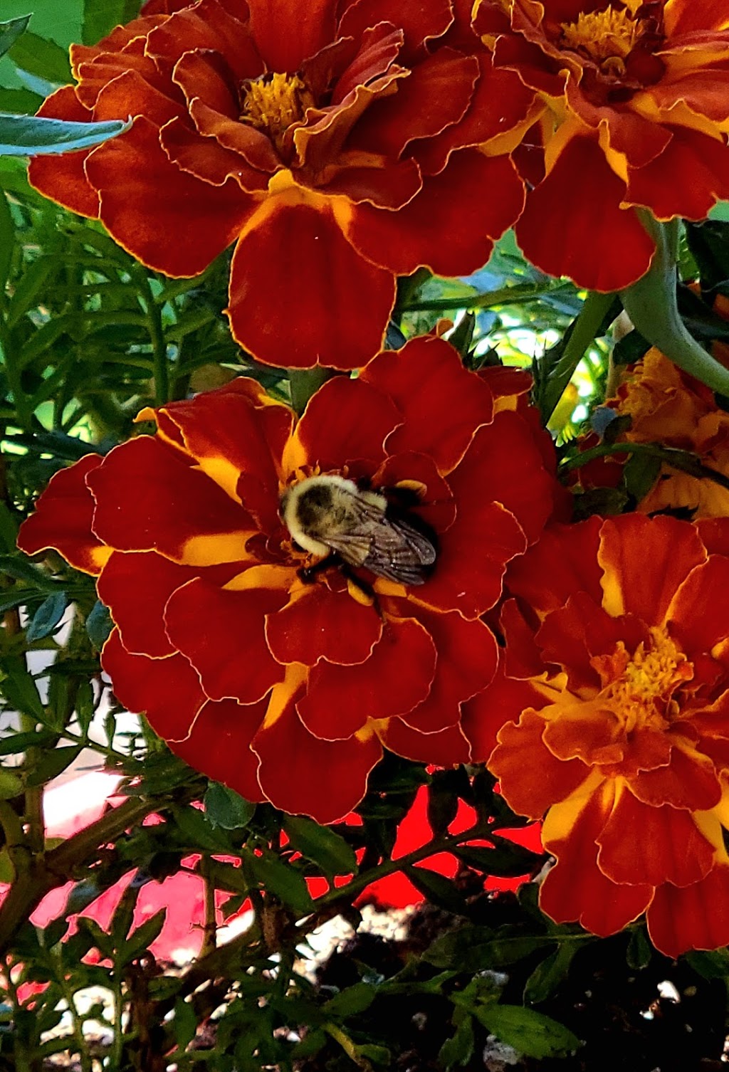 flowersforcritters | 2606 25th Side Rd, Innisfil, ON L9S 3V2, Canada | Phone: (289) 839-1941