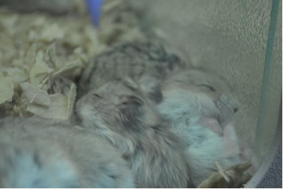 ANG Pets | 2555 Erin Centre Blvd, Mississauga, ON L5M 5H1, Canada | Phone: (905) 542-4533