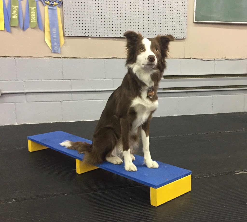 McIntyre Canine Rehabilitation | 1A Spring St, Erin, ON N0B 1T0, Canada | Phone: (519) 829-5529