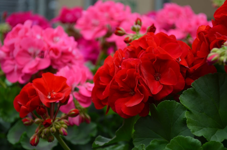 Hi-Way Greenhouse Ltd | 2001 11th St W, Saskatoon, SK S7M 4A7, Canada | Phone: (306) 382-0077