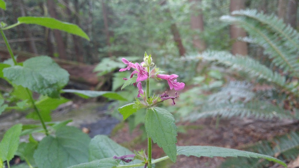 Rock Trail | 224 Cleator Rd, Bellingham, WA 98229, USA
