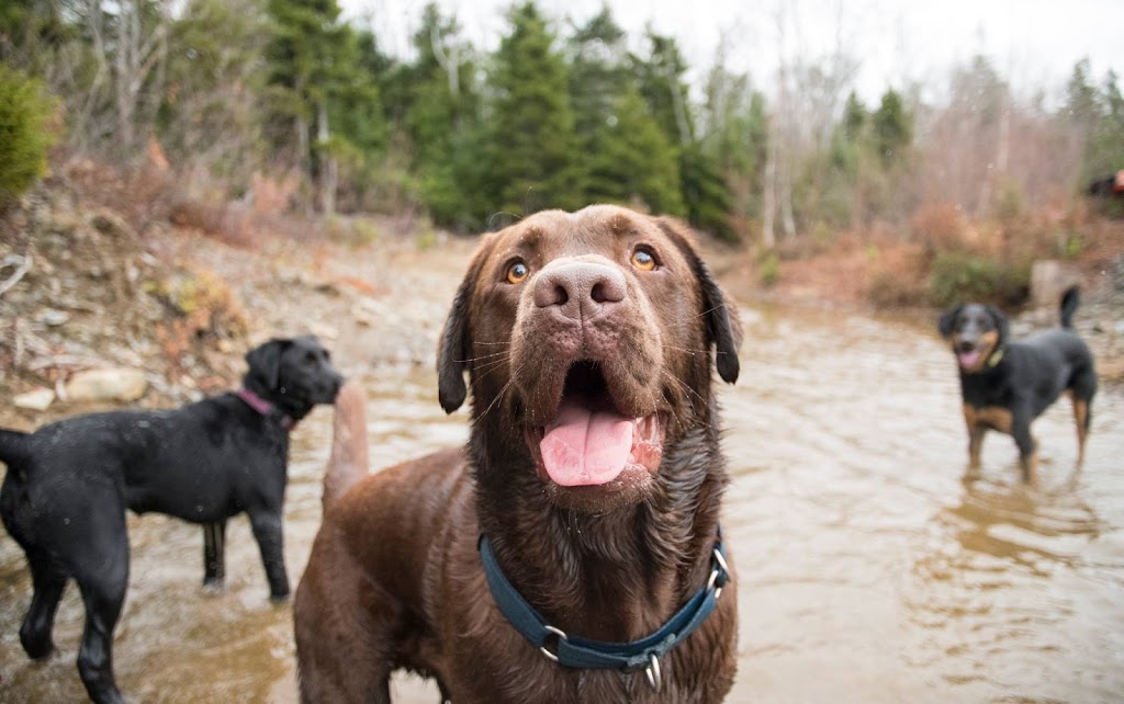 Roaming Rovers Dog Kennels Inc. | 265 Holland Rd, Fletchers Lake, NS B2T 1A1, Canada | Phone: (902) 497-5191