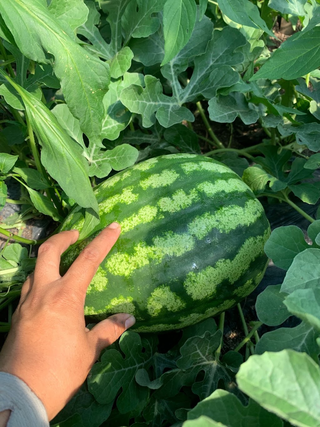 Spring Field Farm 春田农场 | 50367 Range Road 265, AB T9G 0K5, Canada | Phone: (780) 200-1379