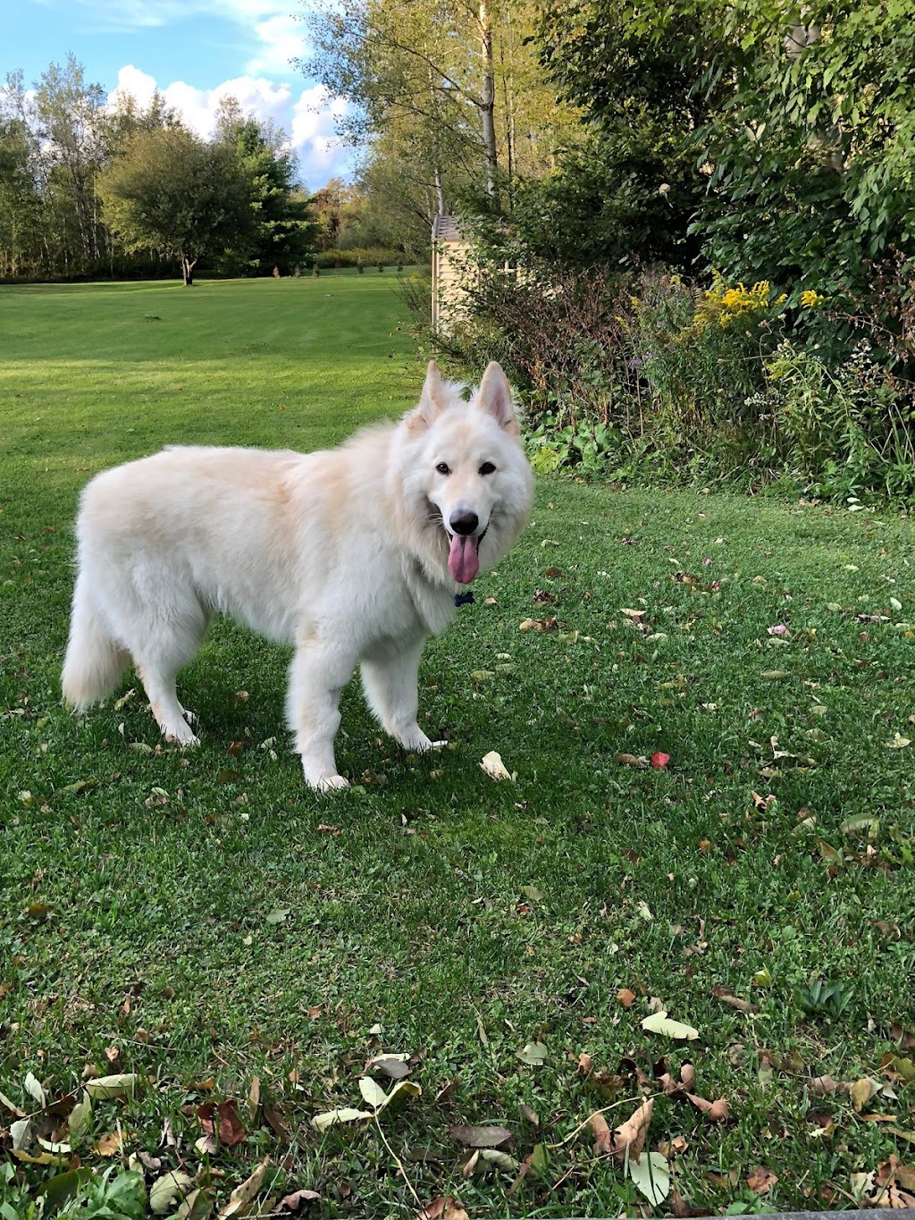 Pet Valu | 816 Ojibway Rd Building C, Unit 1, Shelburne, ON L9V 3X9, Canada | Phone: (519) 925-8845