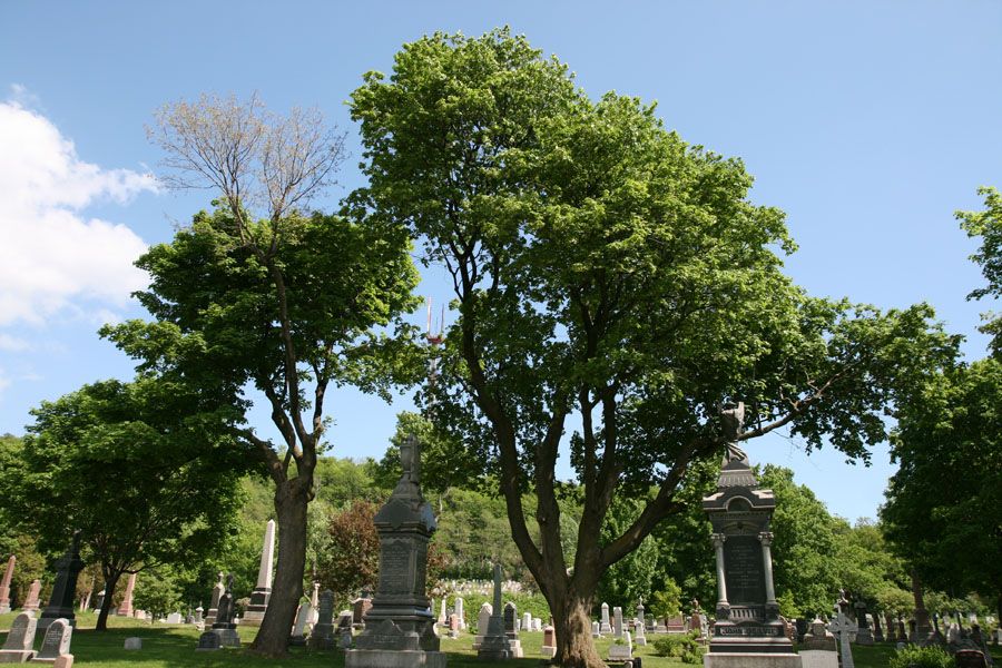 Mount Royal Cemetery | cemetery | 1297 Chemin de la Forêt, Outremont, QC H2V 2P9, Canada | 5142797358 OR +1 514-279-7358