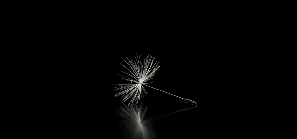 Mimosa Studio | 5952 1 Line, Orton, ON L0N 1N0, Canada | Phone: (416) 525-4082