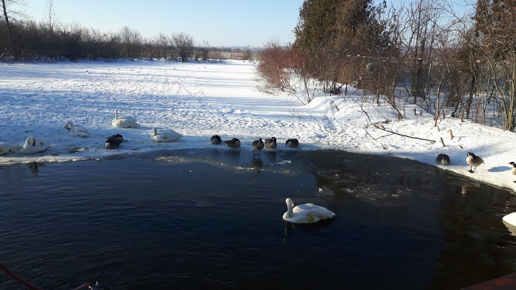 Wye Marsh Wildlife Centre | 16160 Highway 12 East, Midland, ON L4R 4K6, Canada | Phone: (705) 526-7809