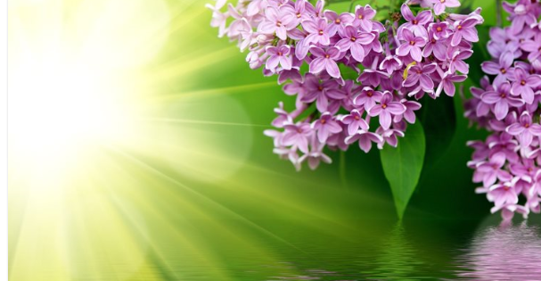 Healing a Hearts Loss | special hours can be arranged for clients at, 33 Pol Ct, St Thomas, ON N5R 5P9, Canada | Phone: (519) 637-8458