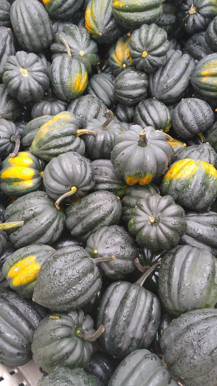 Son in Law Produce Ltd. | 225754 Otterville Rd, Otterville, ON N0J 1R0, Canada | Phone: (519) 410-6383