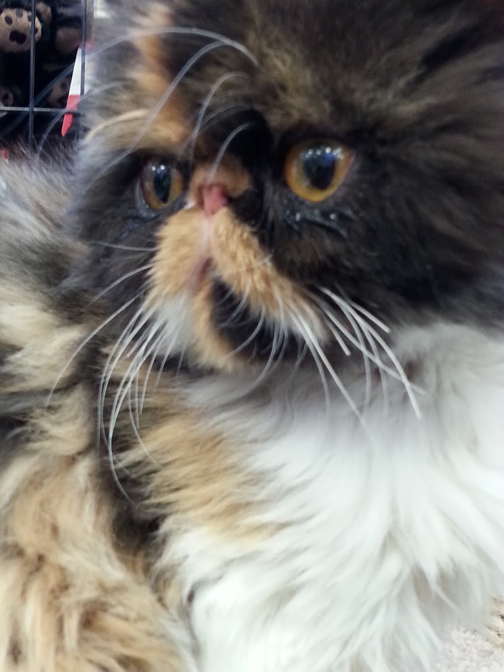 Pet Valu | 42 St Andrews Ave N, Grimsby, ON L3M 1L1, Canada | Phone: (905) 309-1485