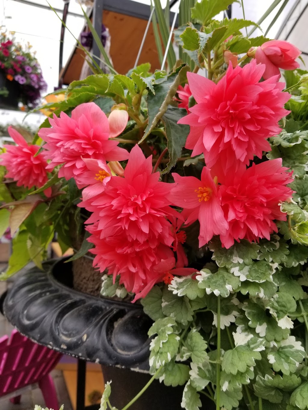Hilltop Greenhouses | AB-23, Monarch, AB T0L 1M0, Canada | Phone: (403) 553-3175
