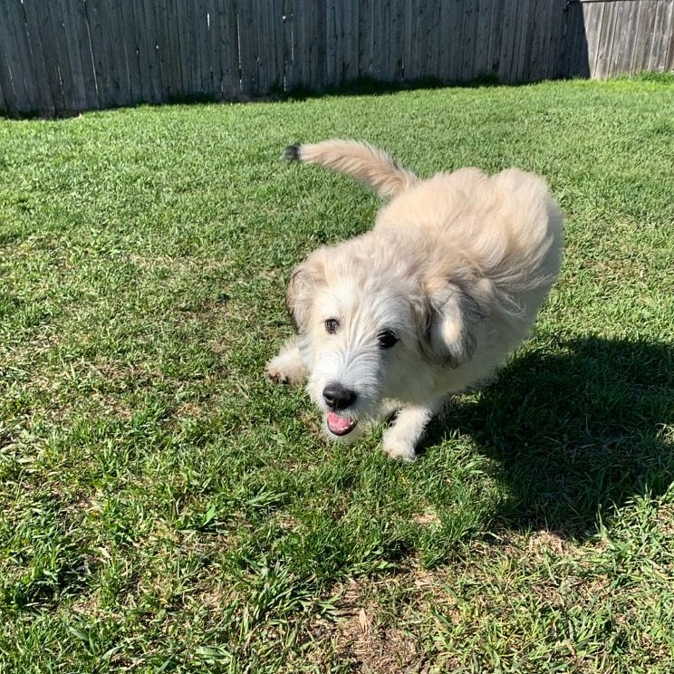 High Tails Pet Resort Inc. | 261178 RR290, Alberta T4A 0P7, Canada | Phone: (403) 226-0036