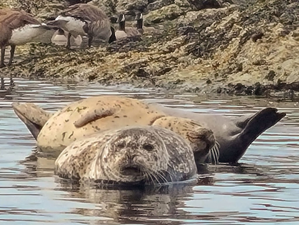 A Day in Victoria - Kayak Tours, Rentals & Courses | 550 Beach Dr, Victoria, BC V8S 2M5, Canada | Phone: (778) 678-4563