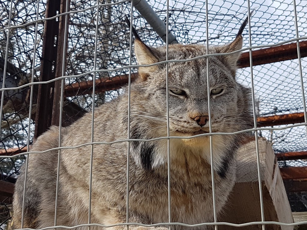 Aspen Valley Wildlife Sanctuary - Home | 1116 Crawford St, Rosseau, ON P0C 1J0, Canada | Phone: (705) 732-6368