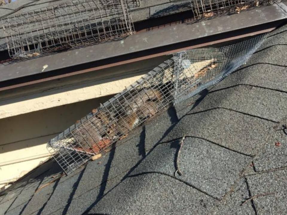 All Animal Removal Toronto Inc | 530 Keele St #230, Toronto, ON M6N 3C9, Canada | Phone: (289) 729-0838