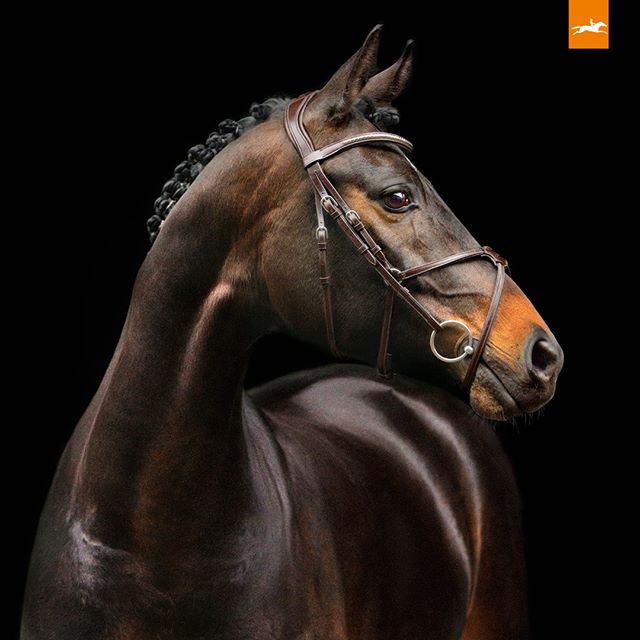 Boutique Equestre Epona | 1620 Chemin Bourbonnière, Mirabel, QC J7N 3A6, Canada | Phone: (833) 962-1326