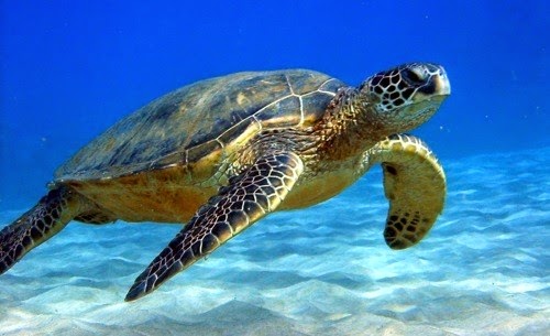 Marine Life Research | 581 Forest Hill Dr E, Kingston, ON K7M 8M5, Canada | Phone: (613) 583-1702