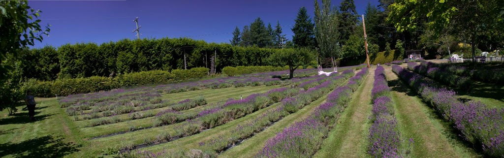 Happy Valley Lavender & Herbs | 3505 Happy Valley Rd, Victoria, BC V9C 2Y2, Canada | Phone: (250) 474-5767