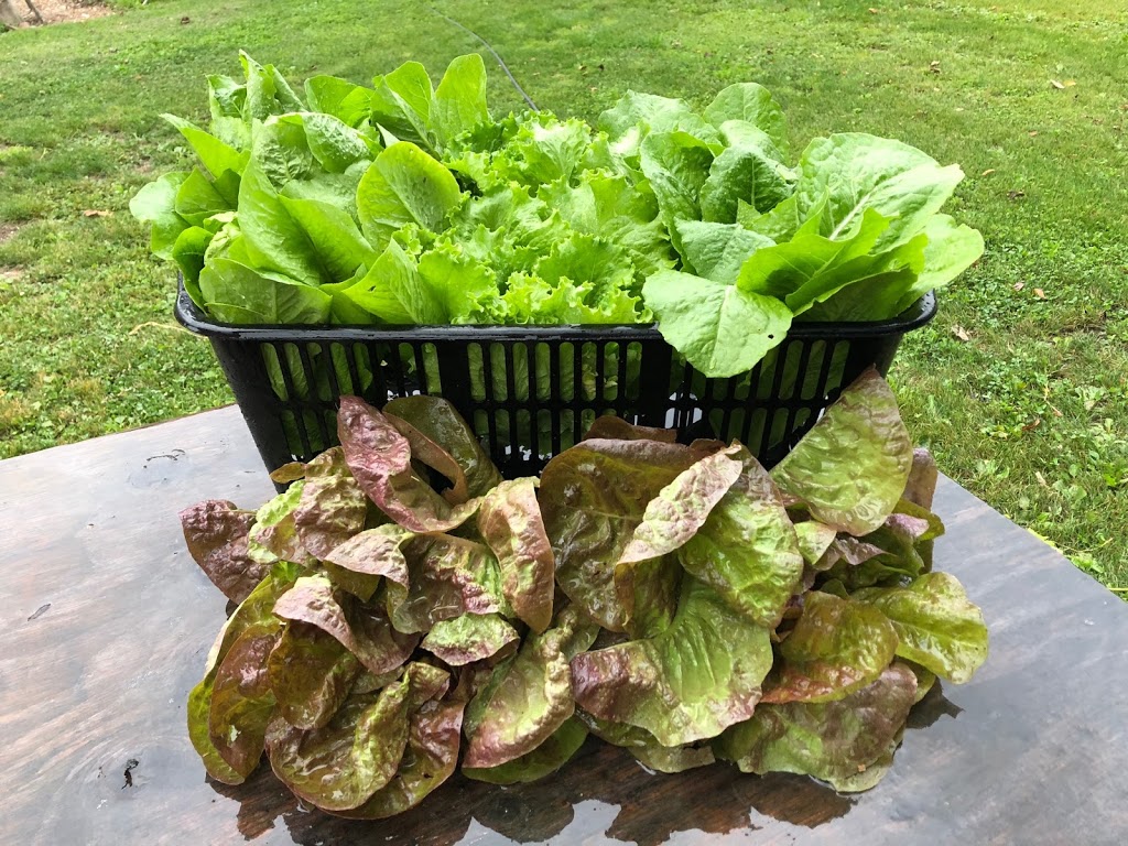 East Ridge Farms | 11924 267 St, Maple Ridge, BC V2W 1N9, Canada | Phone: (778) 839-7066