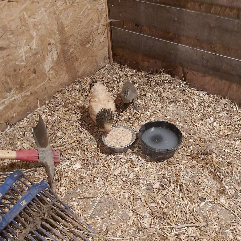 Triple C Farm | 500 Carluke Rd W, Ancaster, ON L9G 3L1, Canada | Phone: (289) 237-9526