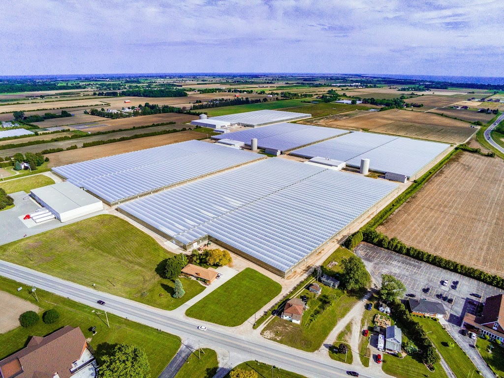 DiCiocco Farms Inc. | 308 Talbot St E, Leamington, ON N8H 3V6, Canada | Phone: (519) 326-2339