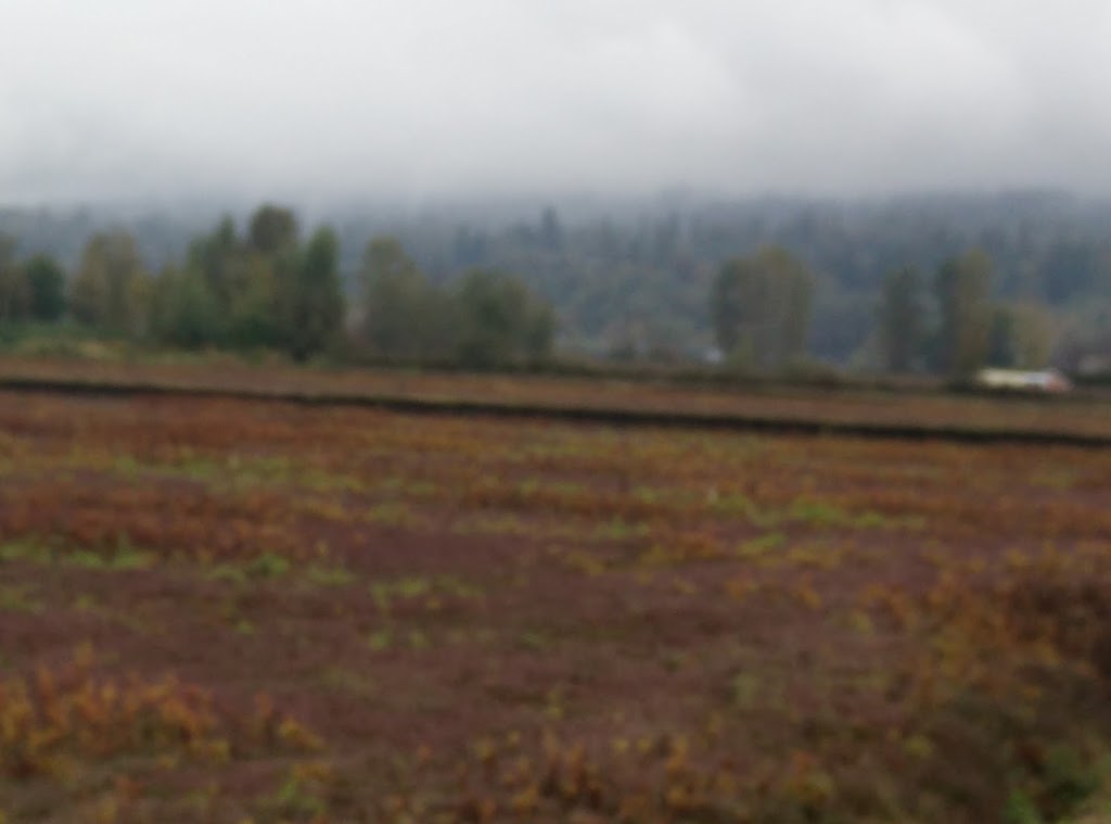 Glen Valley Cranberry Farm | store | 8585 264 St, Langley City, BC V1M 3M1, Canada | 6048806680 OR +1 604-880-6680