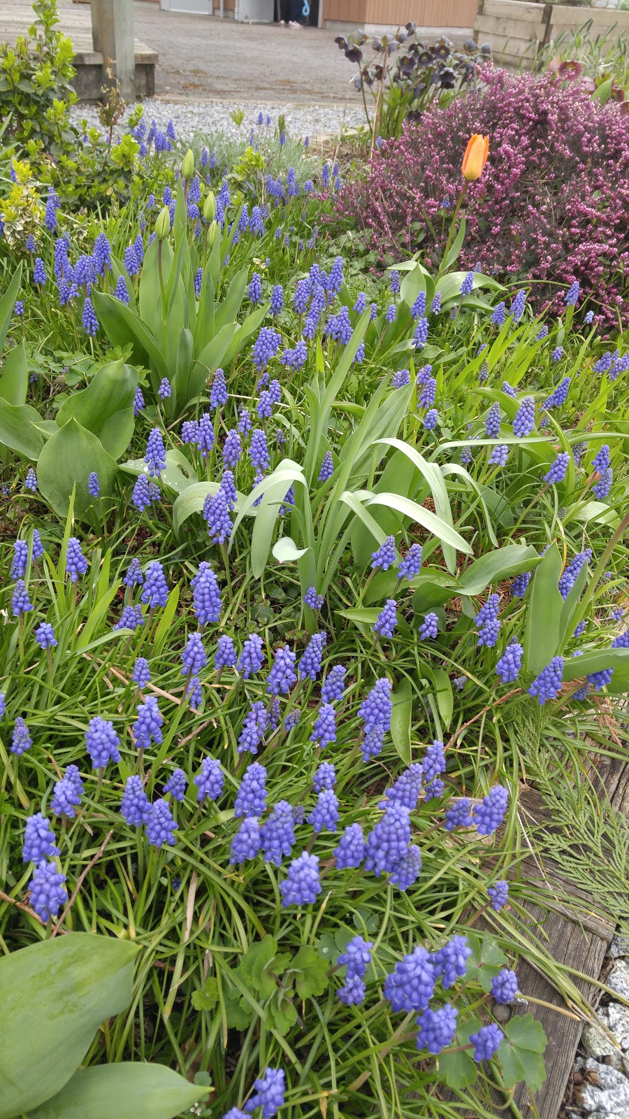 Burquitlam Community Garden Park | 515 Ebert Ave, Coquitlam, BC V3J 2L1, Canada | Phone: (604) 927-3000