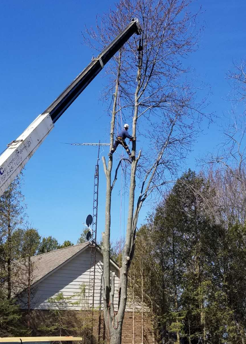 Beaver Tree Removal | 119 Guest Ct, St. Marys, ON N4X 1E5, Canada | Phone: (519) 857-8215
