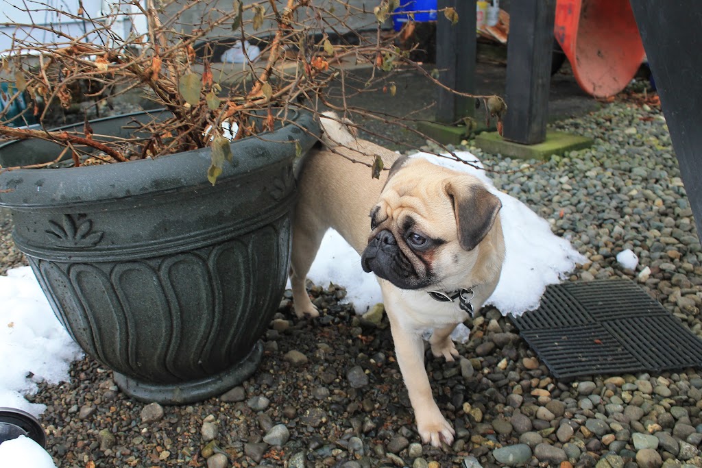 New Discoveries Dog Training | 2256 Glenmore Rd, Campbell River, BC V9H 1C8, Canada | Phone: (250) 203-7968