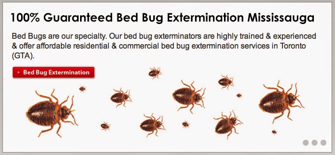 Pestend Pest Control | 4839 Dovehouse Dr, Mississauga, ON L5M 7K7, Canada | Phone: (416) 749-9206